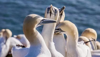 DOTA2-女篮世界杯“抢票战”在即 中国女篮期待展现新面貌