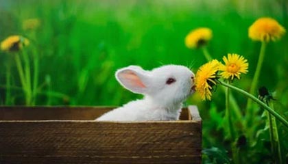 LOL-WTT重庆冠军赛：梁靖崑3-1逆转向鹏晋级16强